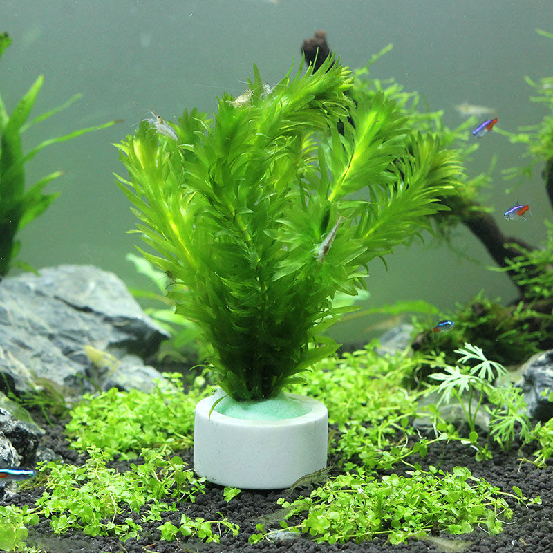 Aquariumdecoratie keramische r - Planted Aquarium Accessories recensie en prijs