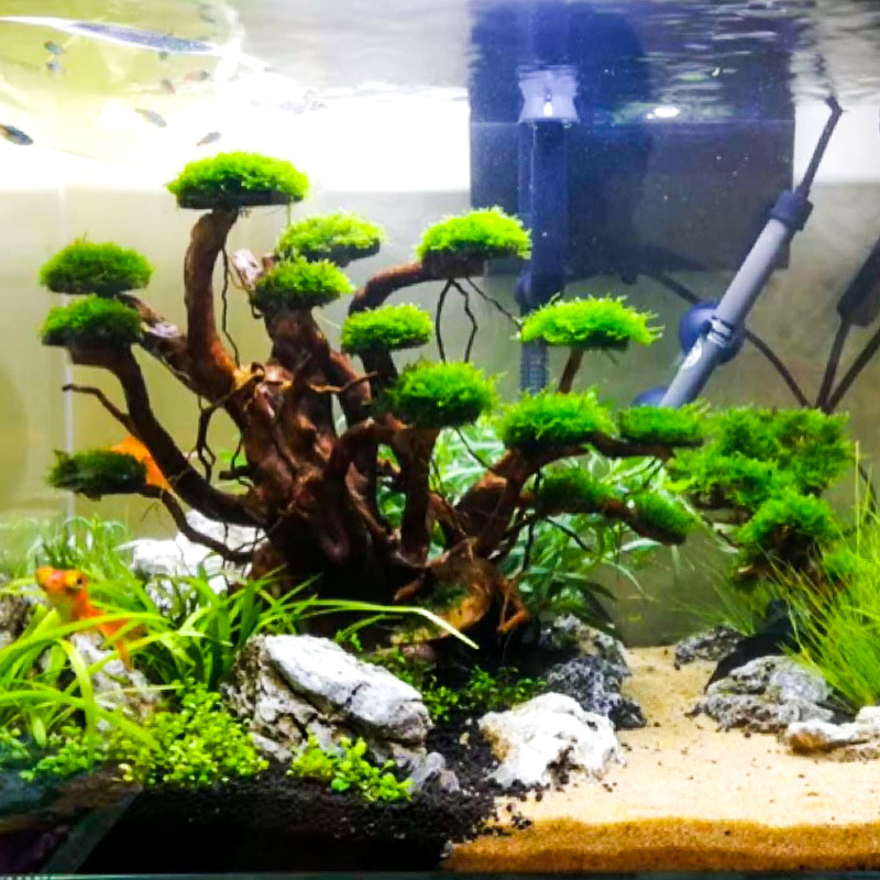 Aquariumlandschap mosboom skel - Aquarium Planting Ideas recensie en prijs